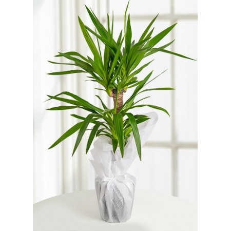 2 li Yucca  Saksı